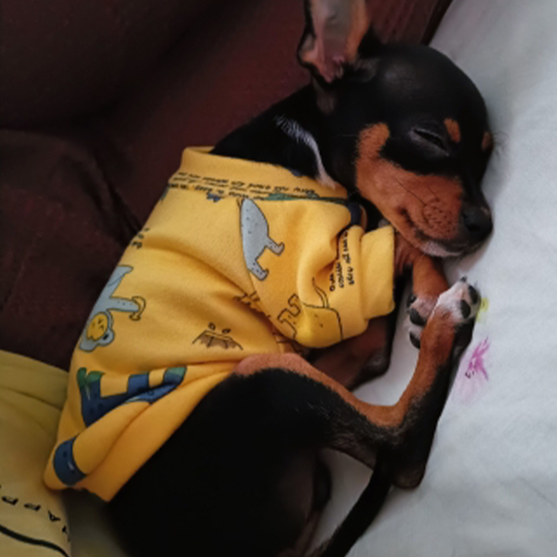 Xs vêtements pour chiens pour  - Winter Clothing Boys avis et prix